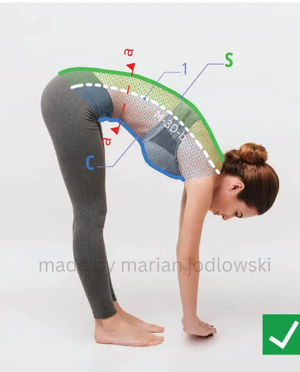 Compression and stretching zones of the trunk muscles - Forward bend - How to bend properly