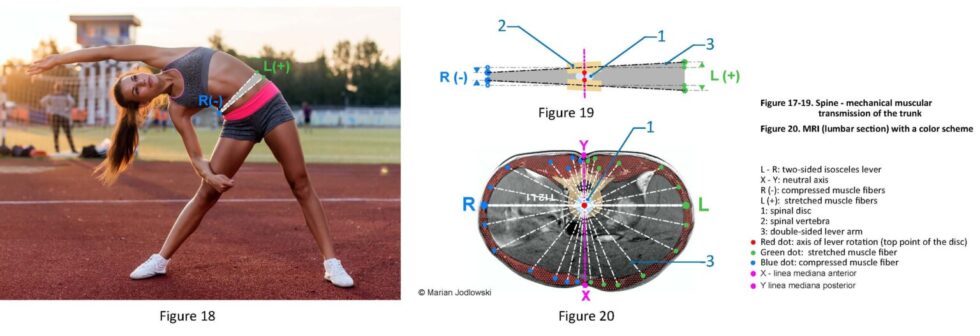 Figure 18 20 1 1 1536x527 1 980x336 1 6. Is Stuart McGill method for human body mechanics correct? Figure 18 20 1 1 1536x527 1 980x336 1 6. Is Stuart McGill method for human body mechanics correct?