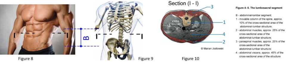 Figure 8 10 1536x340 1 980x217 1 6. Is Stuart McGill method for human body mechanics correct?