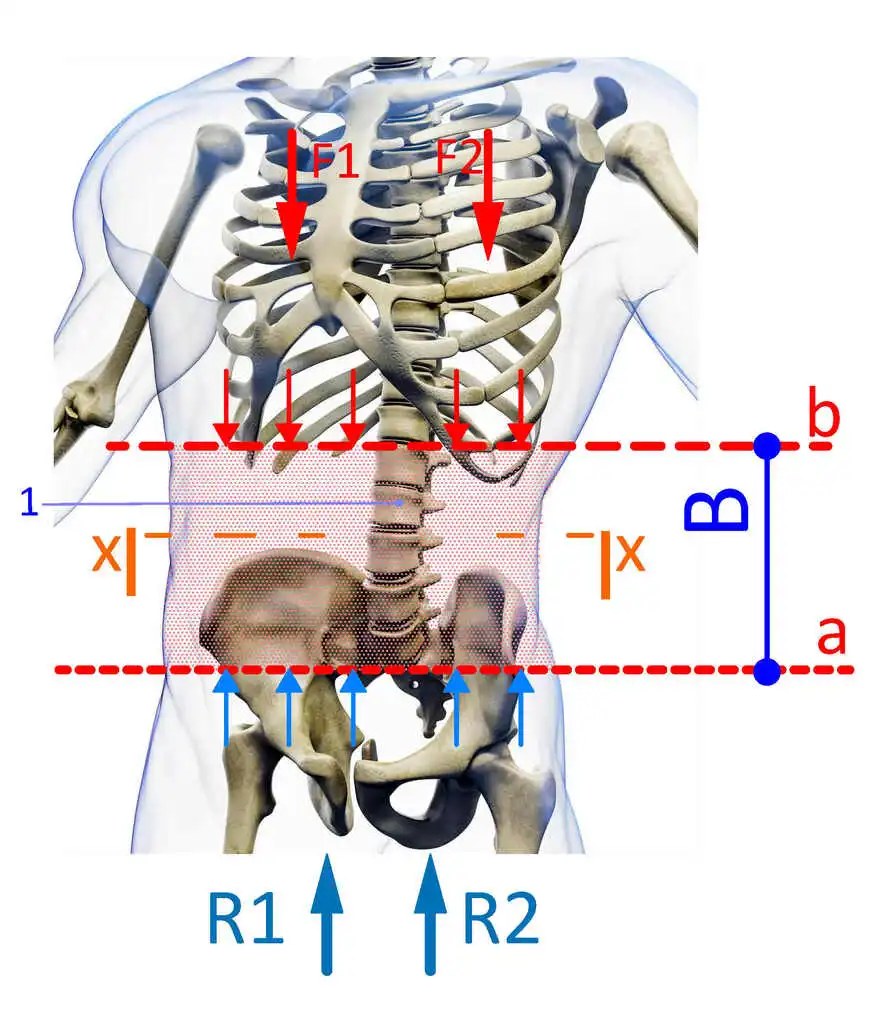 Lumbar section of the trunk – no skeleton reinforcement